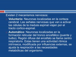 Existen 2 mecanismos nerviosos:
 Voluntario: Neuronas localizadas en la corteza
cerebral. Las señales nerviosas que van a activar
las células de la medula espinal viajan por el
tracto cortico-espinal.
 Automático: Neuronas localizadas en la
formación reticular del tronco encefálico (puente y
bulbo). Región difusa del encéfalo se llama centro
respiratorio. Estas tienen una actividad rítmica
intrínseca, modificada por influencias externas, se
ajusta la respiración a las necesidades
metabólicas del organismo.
 