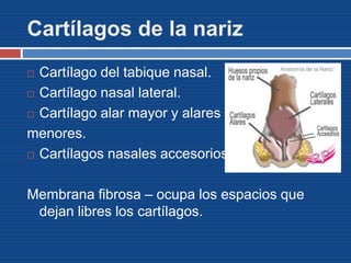 Cartílagos de la nariz
 Cartílago del tabique nasal.
 Cartílago nasal lateral.
 Cartílago alar mayor y alares
menores.
 Cartílagos nasales accesorios.
Membrana fibrosa – ocupa los espacios que
dejan libres los cartílagos.
 