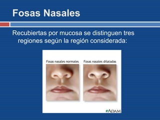 Fosas Nasales
Recubiertas por mucosa se distinguen tres
regiones según la región considerada:
 