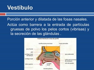 Vestíbulo
Porción anterior y dilatada de las fosas nasales.
Actúa como barrera a la entrada de partículas
gruesas de polvo los pelos cortos (vibrisas) y
la secreción de las glándulas .
 