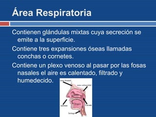 Área Respiratoria
Contienen glándulas mixtas cuya secreción se
emite a la superficie.
Contiene tres expansiones óseas llamadas
conchas o cornetes.
Contiene un plexo venoso al pasar por las fosas
nasales el aire es calentado, filtrado y
humedecido.
 