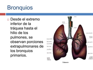 Bronquios
 Desde el extremo
inferior de la
tráquea hasta el
hilio de los
pulmones, se
observan porciones
extrapulmonares de
los bronquios
primarios.
 