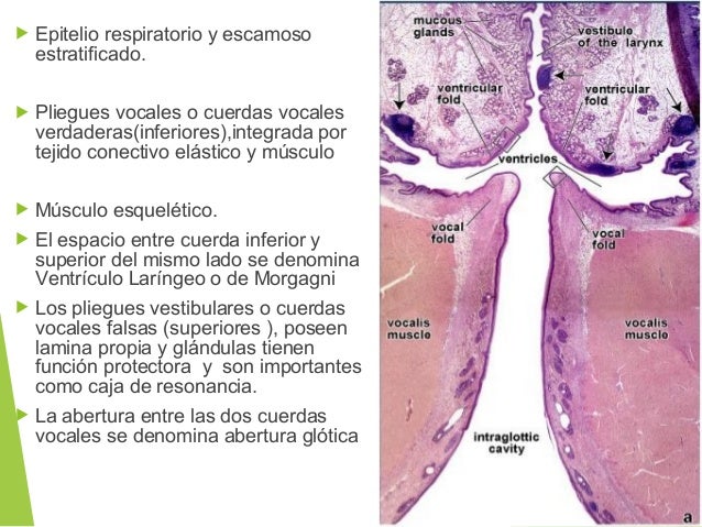 Aparato respiratorio nathaly