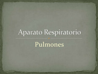 Pulmones
 