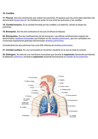16. Costillas

17. Pleuras. Son dos membranas que rodean los pulmones. El espacio que hay entre ellas está lleno del
denominado líquido pleural. Su finalidad es evitar el roce entre los pulmones y las costillas.

18. Cavidad torácica. Es la cavidad formada por las costillas y el esternón, dónde se alojan los
pulmones.

19. Bronquios. Son los dos conductos en los que se bifurca la tráquea.

20. Bronquiolos. Son las ramificaciones de los bronquios. Las últimas ramificaciones originan los
denominados capilares bronquiales que finalizan en los sáculos pulmonares, que son cavidades con
numerosas expansiones globosas denominadas alvéolos pulmonares.

Considerando los dos pulmones hay unos 500 millones de alvéolos pulmonares.

21. Cavidad cardíaca. Es una concavidad en el pulmón izquierdo en la que se aloja el corazón.

22. Diafragma. Se trata de una membrana musculosa que durante la inspiración desciende permitiendo
la dilatación pulmonar y durante la espiración asciende favoreciendo el vaciado de los pulmones.
 