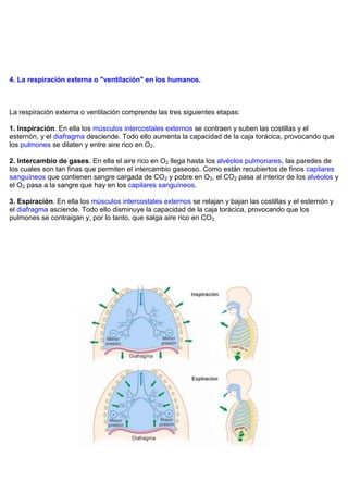 4. La respiración externa o "ventilación" en los humanos.



La respiración externa o ventilación comprende las tres siguientes etapas:

1. Inspiración. En ella los músculos intercostales externos se contraen y suben las costillas y el
esternón, y el diafragma desciende. Todo ello aumenta la capacidad de la caja torácica, provocando que
los pulmones se dilaten y entre aire rico en O2.

2. Intercambio de gases. En ella el aire rico en O2 llega hasta los alvéolos pulmonares, las paredes de
los cuales son tan finas que permiten el intercambio gaseoso. Como están recubiertos de finos capilares
sanguíneos que contienen sangre cargada de CO2 y pobre en O2, el CO2 pasa al interior de los alvéolos y
el O2 pasa a la sangre que hay en los capilares sanguíneos.

3. Espiración. En ella los músculos intercostales externos se relajan y bajan las costillas y el esternón y
el diafragma asciende. Todo ello disminuye la capacidad de la caja torácica, provocando que los
pulmones se contraigan y, por lo tanto, que salga aire rico en CO 2.
 