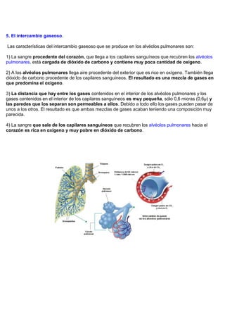 5. El intercambio gaseoso.

Las características del intercambio gaseoso que se produce en los alvéolos pulmonares son:

1) La sangre procedente del corazón, que llega a los capilares sanguíneos que recubren los alvéolos
pulmonares, está cargada de dióxido de carbono y contiene muy poca cantidad de oxígeno.

2) A los alvéolos pulmonares llega aire procedente del exterior que es rico en oxígeno. También llega
dióxido de carbono procedente de los capilares sanguíneos. El resultado es una mezcla de gases en
que predomina el oxígeno.

3) La distancia que hay entre los gases contenidos en el interior de los alvéolos pulmonares y los
gases contenidos en el interior de los capilares sanguíneos es muy pequeña, sólo 0,6 micras (0,6µ) y
las paredes que los separan son permeables a ellos. Debido a todo ello los gases pueden pasar de
unos a los otros. El resultado es que ambas mezclas de gases acaban teniendo una composición muy
parecida.

4) La sangre que sale de los capilares sanguíneos que recubren los alvéolos pulmonares hacia el
corazón es rica en oxígeno y muy pobre en dióxido de carbono.
 