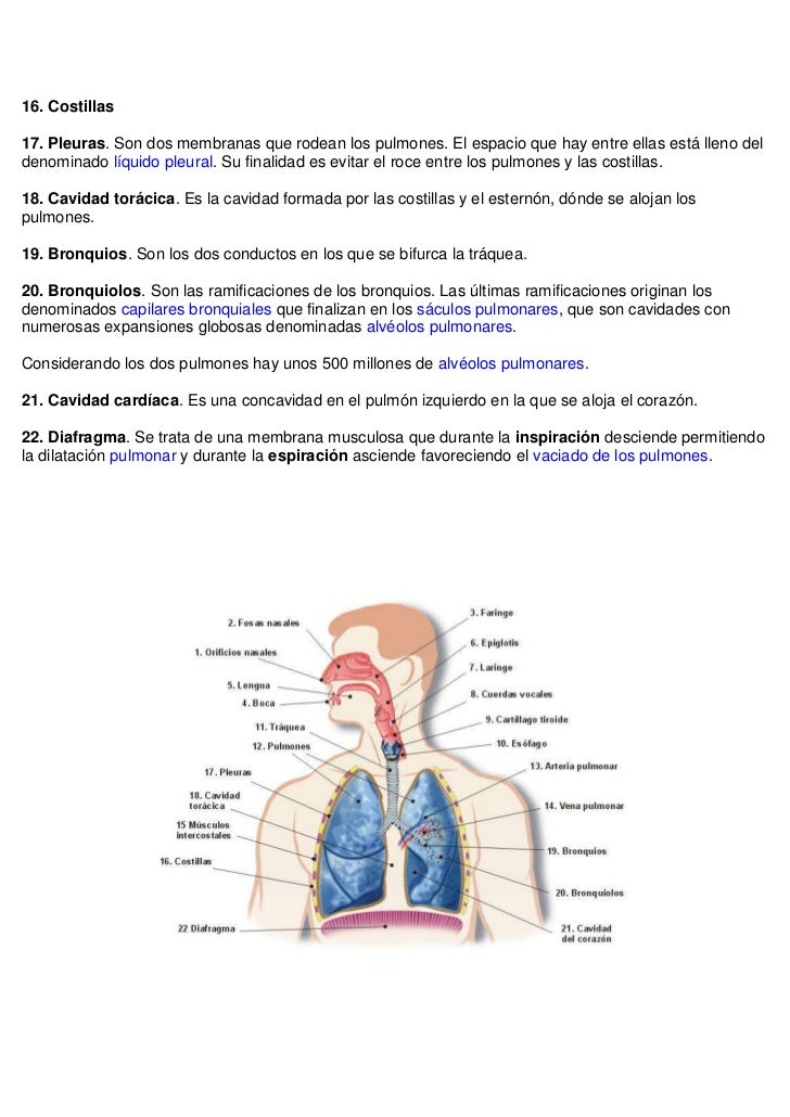 Aparato respiratorio resumen - Aparato Respiratorio Resumen 3 728 