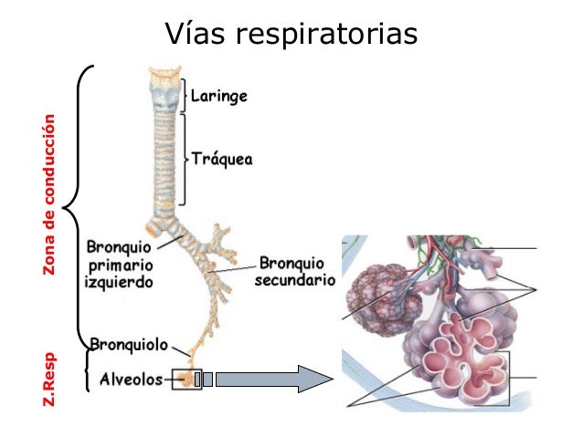 Aparato Respiratorio y su relación con Anestesia