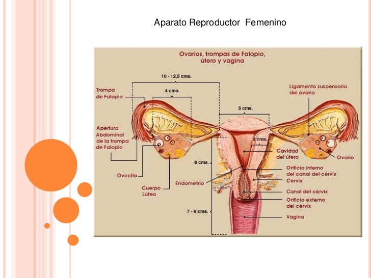 Aparatos . reproductores