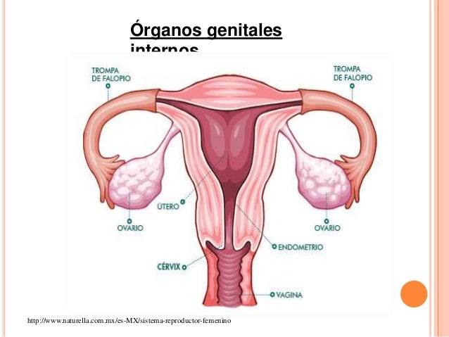 Aparatos Reproductores