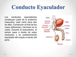 Conducto Eyaculador
Los conductos eyaculatorios
constituyen parte de la anatomía
masculina; cada varón tiene dos
de ellos....