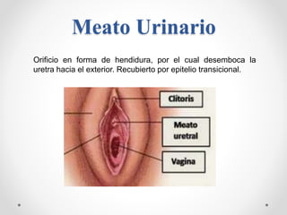 Meato Urinario
Orificio en forma de hendidura, por el cual desemboca la
uretra hacia el exterior. Recubierto por epitelio ...