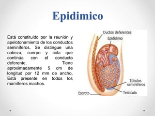 Epidimico
Está constituido por la reunión y
apelotonamiento de los conductos
seminíferos. Se distingue una
cabeza, cuerpo ...