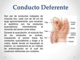 Conducto Deferente
Son par de conductos rodeados de
músculo liso, cada uno de 30 cm de
largo aproximadamente, que conectan...