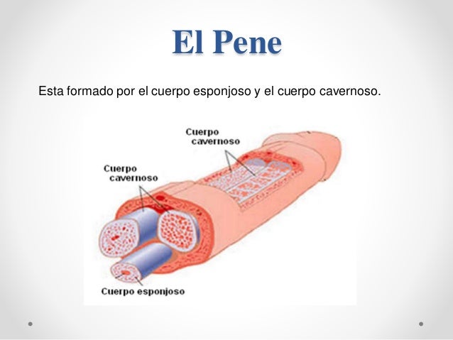 Aparatos reproductoresmasculinosyfemeninos