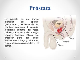 Próstata
La próstata es un órgano
glandular del aparato
genitourinario, exclusivo de los
hombres, con forma de castaña,
lo...