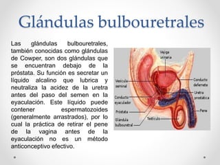 Glándulas bulbouretrales
Las glándulas bulbouretrales,
también conocidas como glándulas
de Cowper, son dos glándulas que
s...