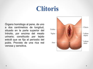 Clítoris
Órgano homólogo al pene, de uno
a dos centímetros de longitud,
situado en la parte superior del
Introito, por enc...