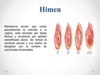 Himen
Membrana anular que cubre
parcialmente la entrada a la
vagina, está formado por tejido
fibroso y recubierto por epit...