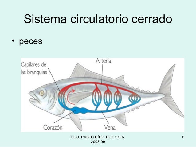 Aparatos circulatorios