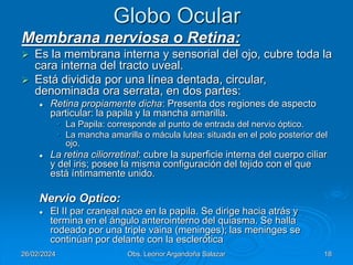 APARATO SENSORIAL AREA DE LA VISIÓN 2024 | PPT