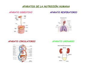 APARATOS DE LA NUTRICIÓN HUMANA

APARATO DIGESTIVO           APARATO RESPIRATORIO




APARATO CIRCULATORIO         APARATO URINARIO
 