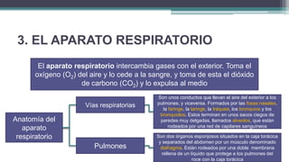 3. EL APARATO RESPIRATORIO
       El aparato respiratorio intercambia gases con el exterior. Toma el
      oxígeno (O2) del aire y lo cede a la sangre, y toma de esta el dióxido
                    de carbono (CO2) y lo expulsa al medio
                                             Son unos conductos que llevan el aire del exterior a los
                                             pulmones, y viceversa. Formados por las fosas nasales,
                      Vías respiratorias
                                               la faringe, la laringe, la tráquea, los bronquios y los
                                              bronquiolos. Estos terminan en unos sacos ciegos de
Anatomía del                                  paredes muy delgadas, llamados alveolos, que están
   aparato                                        rodeados por una red de capilares sanguíneos

 respiratorio                               Son dos órganos esponjosos situados en la caja torácica
                                             y separados del abdomen por un músculo denominado
                         Pulmones             diafragma. Están rodeados por una doble membrana
                                              rellena de un líquido que protege a los pulmones del
                                                             roce con la caja torácica
 