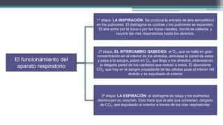 1ª etapa: LA INSPIRACIÓN. Se produce la entrada de aire atmosférico
                        en los pulmones. El diafragma se contrae y los pulmones se expanden.
                         El aire entra por la boca o por las fosas nasales, donde se calienta, y
                                     recorre las vías respiratorias hasta los alveolos.



                         2ª etapa: EL INTERCAMBIO GASEOSO: el O2, que se halla en gran
                        concentración en el interior de los alvéolos, atraviesa la pared de estos
El funcionamiento del   y pasa a la sangre, pobre en O2, que llega a los alvéolos, atravesando
 aparato respiratorio     la delgada pared de los capilares que rodean a estos. El abundante
                        CO2 que hay en la sangre procedente de las células pasa al interior del
                                           alvéolo y es expulsado al exterior




                          3ª etapa: LA ESPIRACIÓN: el diafragma se relaja y los pulmones
                        disminuyen su volumen. Esto hace que el aire que contienen, cargado
                         de CO2, sea expulsado al exterior a través de las vías respiratorias.
 