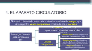 4. EL APARATO CIRCULATORIO

  El aparato circulatorio transporta sustancias mediante la sangre, que
      circula por los vasos sanguíneos impulsada por el corazón
                                          El plasma, formado por
                                   agua, sales, nutrientes, sustancias de
                                                desecho,…
  La sangre humana                                  Glóbulos rojos son células pequeñas
                                                    sin núcleo. Transportan el O2 y el CO2
   está compuesta
         por                                        Glóbulos blancos son células más
                                  Células           grandes. Defienden el organismo de
                                                   agentes patógenos y células tumorales
                                sanguíneas                Plaquetas son trozos de
                                                        citoplasma, intervienen en la
                                                                coagulación
 