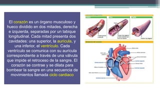 El corazón es un órgano musculoso y
hueco dividido en dos mitades, derecha
 e izquierda, separadas por un tabique
 longitudinal. Cada mitad presenta dos
 cavidades: una superior, la aurícula, y
      una inferior, el ventrículo. Cada
 ventrículo se comunica con su aurícula
correspondiente a través de una válvula
que impide el retroceso de la sangre. El
   corazón se contrae y se dilata para
bombear la sangre en una secuencia de
   movimientos llamada ciclo cardiaco
 