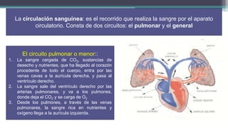 La circulación sanguínea: es el recorrido que realiza la sangre por el aparato
             circulatorio. Consta de dos circuitos: el pulmonar y el general



       El circuito pulmonar o menor::
1.   La sangre cargada de CO2, sustancias de
     desecho y nutrientes, que ha llegado al corazón
     procedente de todo el cuerpo, entra por las
     venas cavas a la aurícula derecha, y pasa al
     ventrículo derecho.
2.   La sangre sale del ventrículo derecho por las
     arterias pulmonares, y va a los pulmones,
     donde deja el CO2 y se carga de O2
3.   Desde los pulmones, a través de las venas
     pulmonares, la sangre rica en nutrientes y
     oxígeno llega a la aurícula izquierda.
 