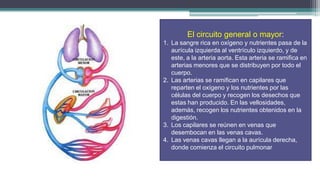 El circuito general o mayor:
1. La sangre rica en oxígeno y nutrientes pasa de la
   aurícula izquierda al ventrículo izquierdo, y de
   este, a la arteria aorta. Esta arteria se ramifica en
   arterias menores que se distribuyen por todo el
   cuerpo.
2. Las arterias se ramifican en capilares que
   reparten el oxígeno y los nutrientes por las
   células del cuerpo y recogen los desechos que
   estas han producido. En las vellosidades,
   además, recogen los nutrientes obtenidos en la
   digestión.
3. Los capilares se reúnen en venas que
   desembocan en las venas cavas.
4. Las venas cavas llegan a la aurícula derecha,
   donde comienza el circuito pulmonar
 