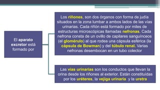 Los riñones, son dos órganos con forma de judía
                situados en la zona lumbar a ambos lados de las vías
                    urinarias. Cada riñón está formado por miles de
                 estructuras microscópicas llamadas nefronas. Cada
                nefrona consta de un ovillo de capilares sanguínceos
  El aparato     (el glomérulo) al que rodea una cápsula esférica (la
excretor está      cápsula de Bowman) y del túbulo renal. Varias
 formado por           nefronas desembocan en un tubo colector



                 Las vías urinarias son los conductos que llevan la
                orina desde los riñones al exterior. Están constituídas
                    por los uréteres, la vejiga urinaria y la uretra
 