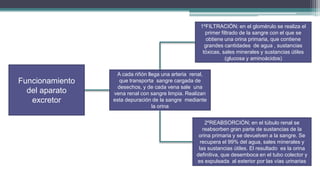 1ºFILTRACIÓN: en el glomérulo se realiza el
                                                      primer filtrado de la sangre con el que se
                                                       obtiene una orina primaria, que contiene
                                                      grandes cantidades de agua , sustancias
                                                     tóxicas, sales minerales y sustancias útiles
                                                               (glucosa y aminoácidos)

                  A cada riñón llega una arteria renal,
Funcionamiento      que transporta sangre cargada de
                   desechos, y de cada vena sale una
  del aparato    vena renal con sangre limpia. Realizan
   excretor      esta depuración de la sangre mediante
                                 la orina


                                                      2ºREABSORCIÓN; en el túbulo renal se
                                                     reabsorben gran parte de sustancias de la
                                                   orina primaria y se devuelven a la sangre. Se
                                                    recupera el 99% del agua, sales minerales y
                                                   las sustancias útiles. El resultado es la orina
                                                  definitiva, que desemboca en el tubo colector y
                                                  es expulsada al exterior por las vías urinarias
 