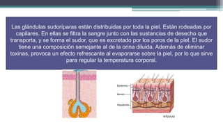 Las glándulas sudoríparas están distribuidas por toda la piel. Están rodeadas por
   capilares. En ellas se filtra la sangre junto con las sustancias de desecho que
transporta, y se forma el sudor, que es excretado por los poros de la piel. El sudor
    tiene una composición semejante al de la orina diluida. Además de eliminar
toxinas, provoca un efecto refrescante al evaporarse sobre la piel, por lo que sirve
                        para regular la temperatura corporal.
 