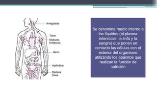 Se denomina medio interno a
    los líquidos (el plasma
    intersticial, la linfa y la
    sangre) que ponen en
 contacto las células con el
    exterior del organismo
 utilizando los aparatos que
     realizan la función de
            nutrición
 