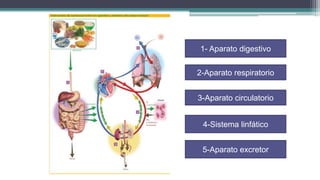 1- Aparato digestivo

2-Aparato respiratorio


3-Aparato circulatorio


 4-Sistema linfático


 5-Aparato excretor
 