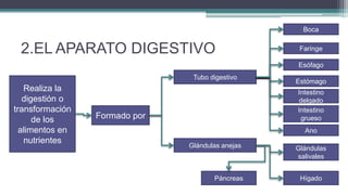 Boca


 2.EL APARATO DIGESTIVO                            Faringe

                                                  Esófago
                                Tubo digestivo
                                                  Estómago
   Realiza la                                     Intestino
   digestión o                                    delgado
transformación                                    Intestino
      de los     Formado por                       grueso
  alimentos en                                      Ano
   nutrientes
                               Glándulas anejas   Glándulas
                                                  salivales


                                      Páncreas     Hígado
 