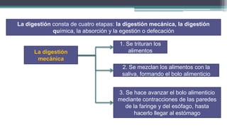 La digestión consta de cuatro etapas: la digestión mecánica, la digestión
             química, la absorción y la egestión o defecación

                                      1. Se trituran los
      La digestión                        alimentos
       mecánica
                                       2. Se mezclan los alimentos con la
                                       saliva, formando el bolo alimenticio


                                      3. Se hace avanzar el bolo alimenticio
                                      mediante contracciones de las paredes
                                         de la faringe y del esófago, hasta
                                             hacerlo llegar al estómago
 