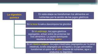 La digestión               En esta etapa se transforman los alimentos en
  química                  nutrientes por la acción de los jugos gástricos

               En la boca la saliva descompone los glúcidos


                   En el estómago, los jugos gástricos
                segregados, actúan sobre las proteínas del
                  bolo alimenticio. La papilla semilíquida
                        resultante se llama quimo

               En el intestino delgado, los jugos intestinales (segregados por la pared
                 intestinal), la bilis (segregado por el hígado) y el jugo pancreático
                   transforman el quimo en el quilo (mezcla de nutrientes, agua y
                                          productos no digeridos)
 