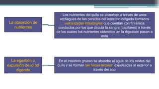 Los nutrientes del quilo se absorben a través de unos
                       repliegues de las paredes del intestino delgado llamados
 La absorción de          vellosidades intestinales que cuentan con finísimos
    nutrientes        conductos por los que circula la sangre (capilares) a través
                     de los cuales los nutrientes obtenidos en la digestión pasan a
                                                   esta




  La egestión o       En el intestino grueso se absorbe el agua de los restos del
expulsión de lo no   quilo y se forman las heces fecales expulsadas al exterior a
    digerido                                 través del ano
 