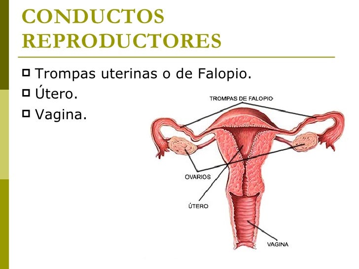 Aparatos Reproductores