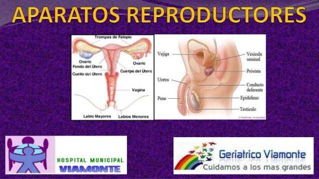 Aparatos reproductores