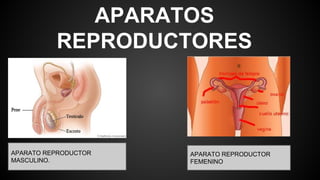 APARATOS
REPRODUCTORES
APARATO REPRODUCTOR
MASCULINO.
APARATO REPRODUCTOR
FEMENINO
 