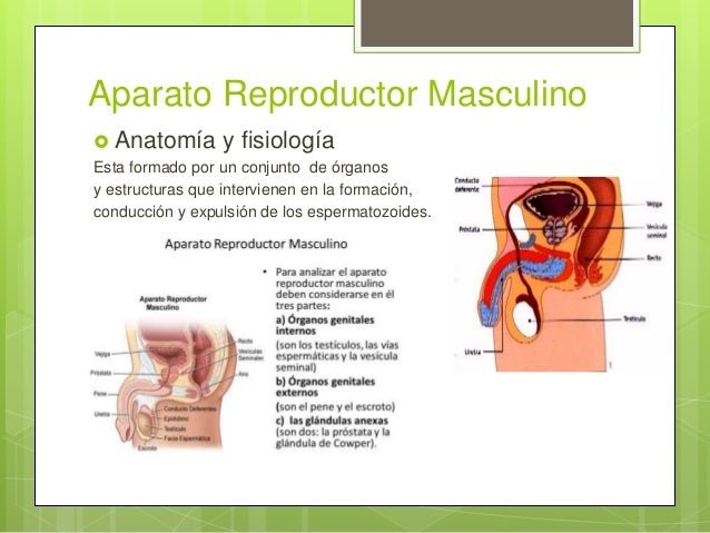 Aparatos reproductores Masculino y Femenino