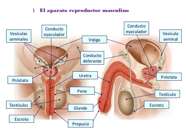 Aparatos reproductores masculino y femenino