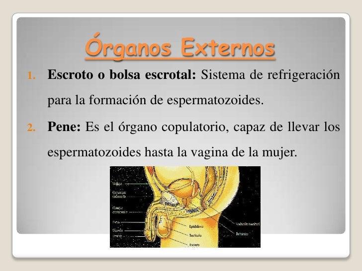 Estructuras Externas Del Aparato Reproductor Masculino es.slideshare.net