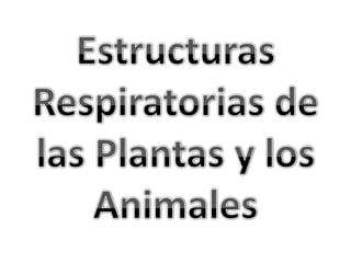 Estructuras Respiratorias de las Plantas y los Animales 