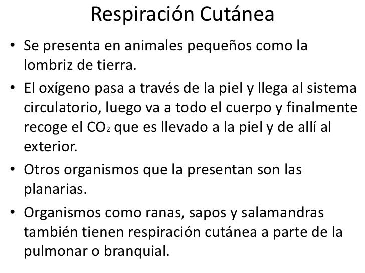 Aparatos respiratorios